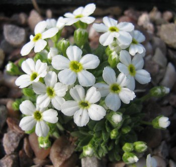 Androsace cylindrica 